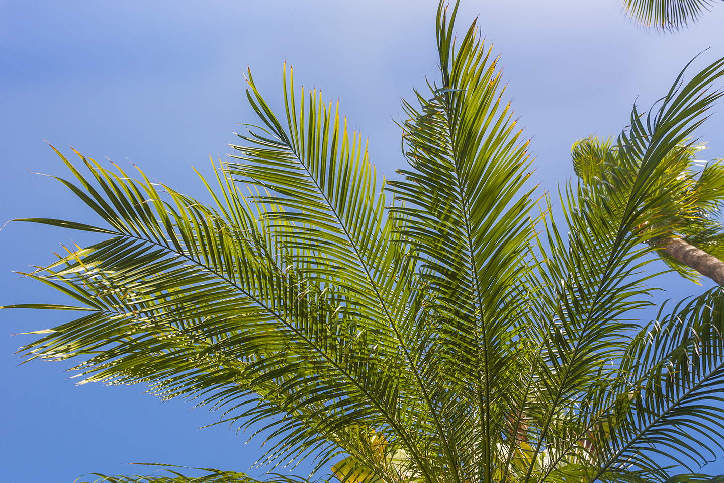 Maspalomas Princess palm trees