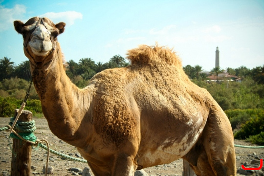 camels-maspalomas-003