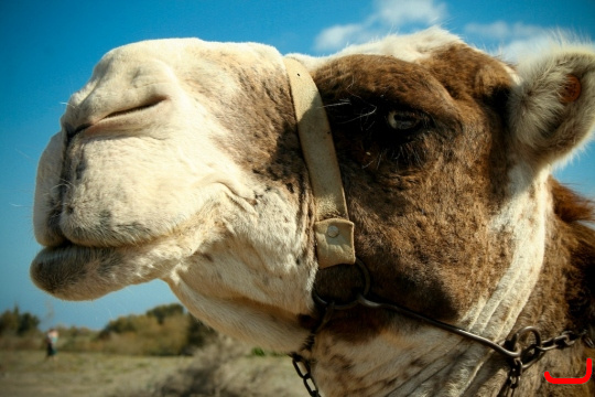 camels-maspalomas-004