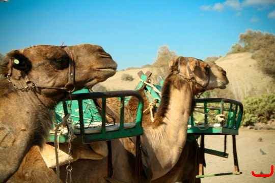 camels-maspalomas-005