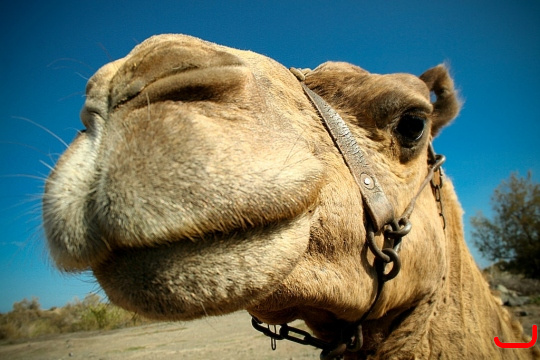 camels-maspalomas-009