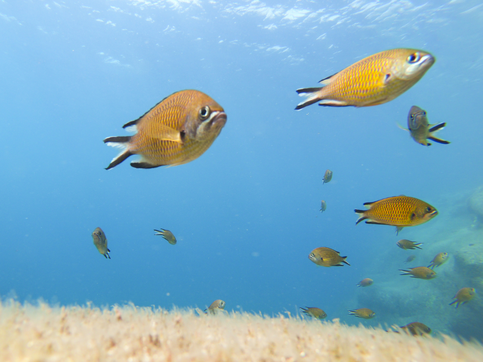 Reef life Gran Canaria