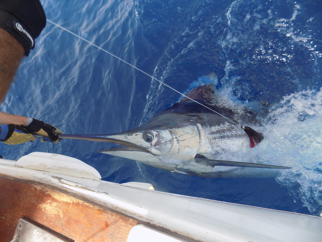 Blue Marlin 3 fishing boat