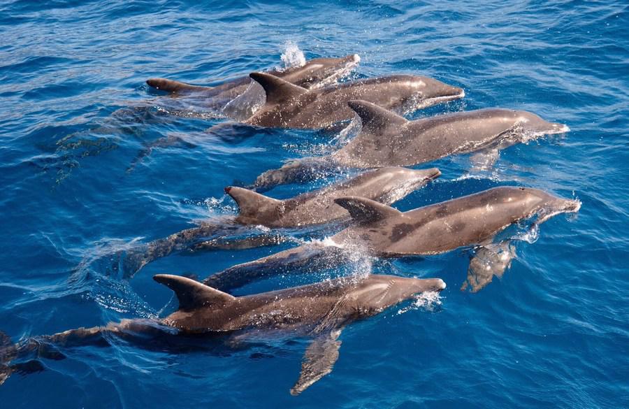 Dolphin watching Gran Canaria1