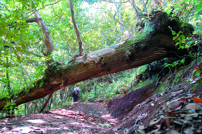 laurel forest gran canaria