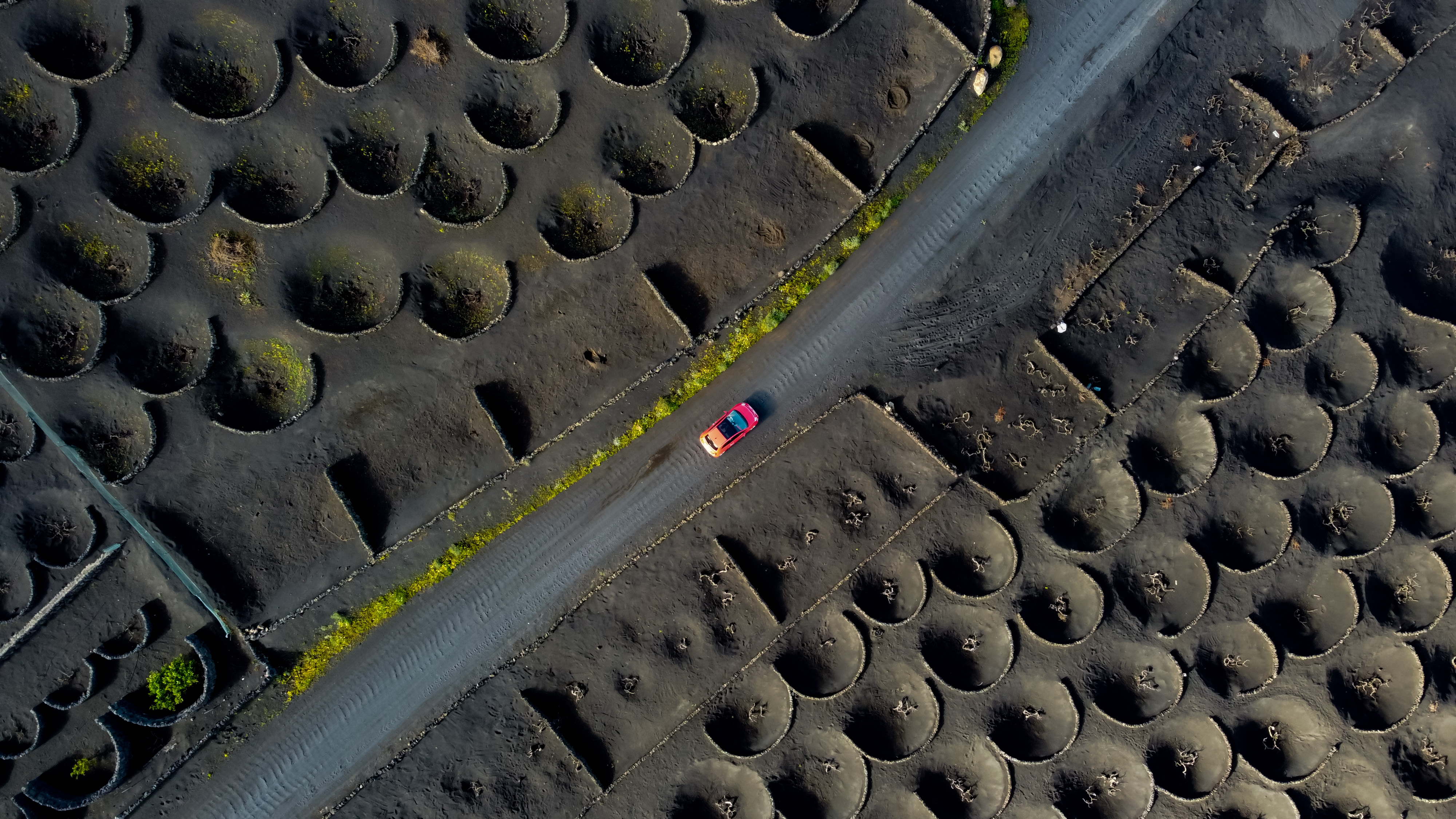 Canary Islands vineyard