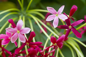 Flowers at the hidden garden in Agaete