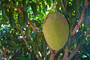 mango in Gran Canaria