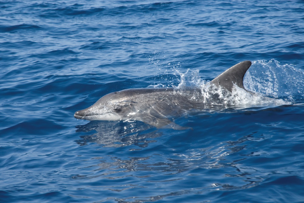 Gran Canaria dolphin