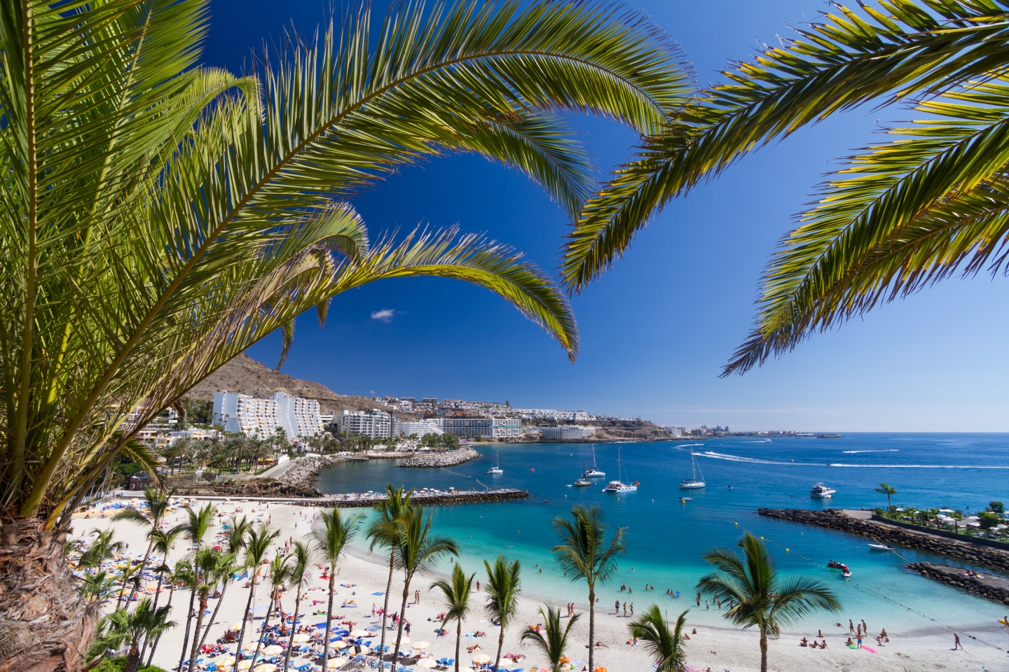 Anfi beach and coconut palms