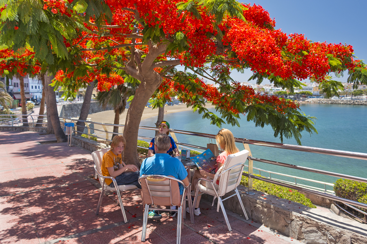 Arguineguin cafe table under flowering royal poinciana tree 