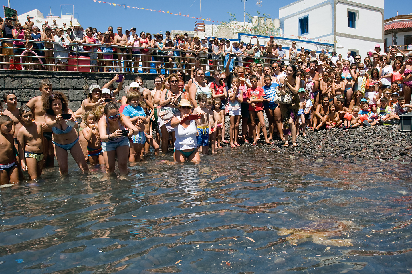 Bioagaete turtle release