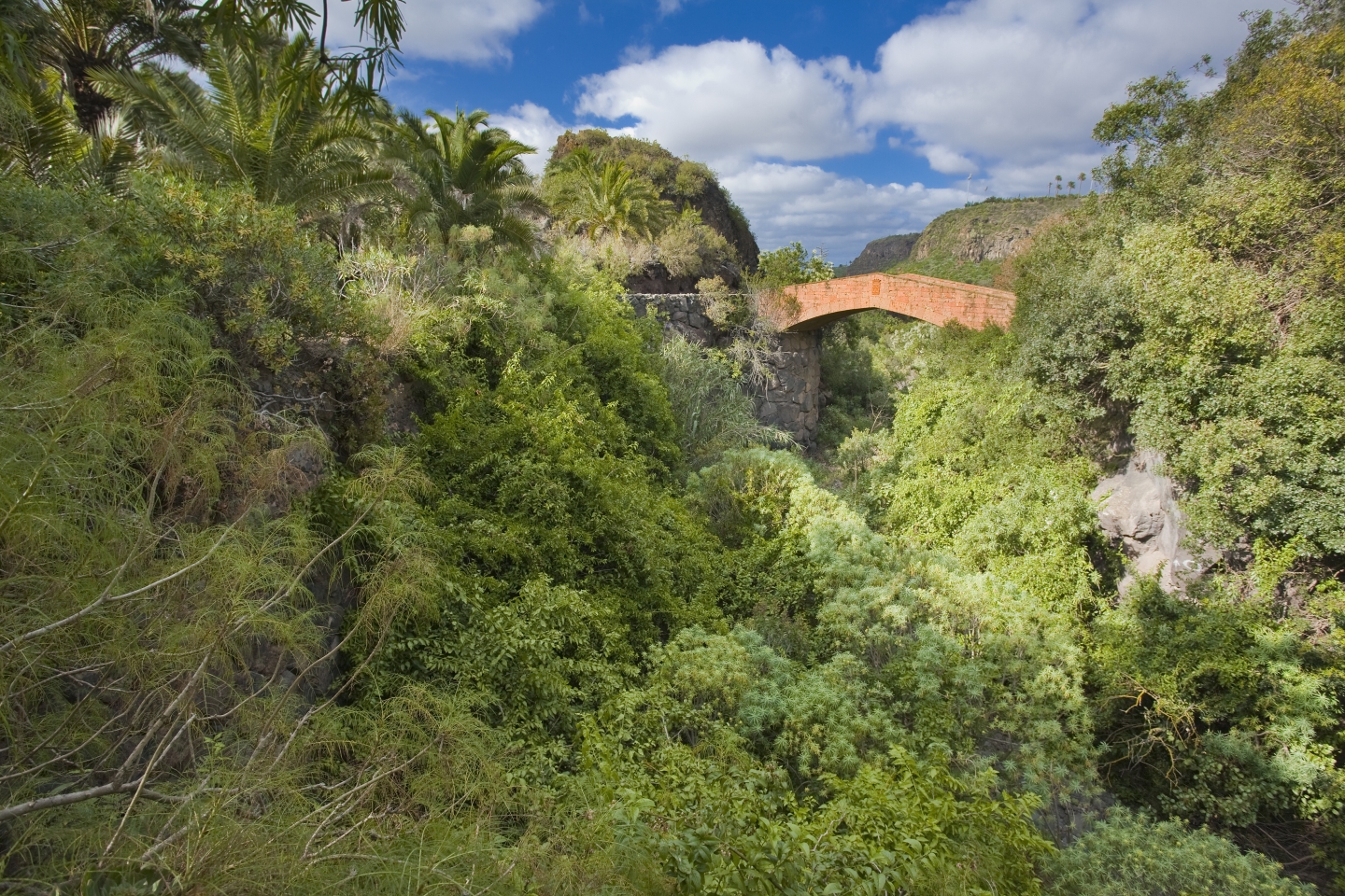 Jardin Canario botanical garden in Gran Canaria