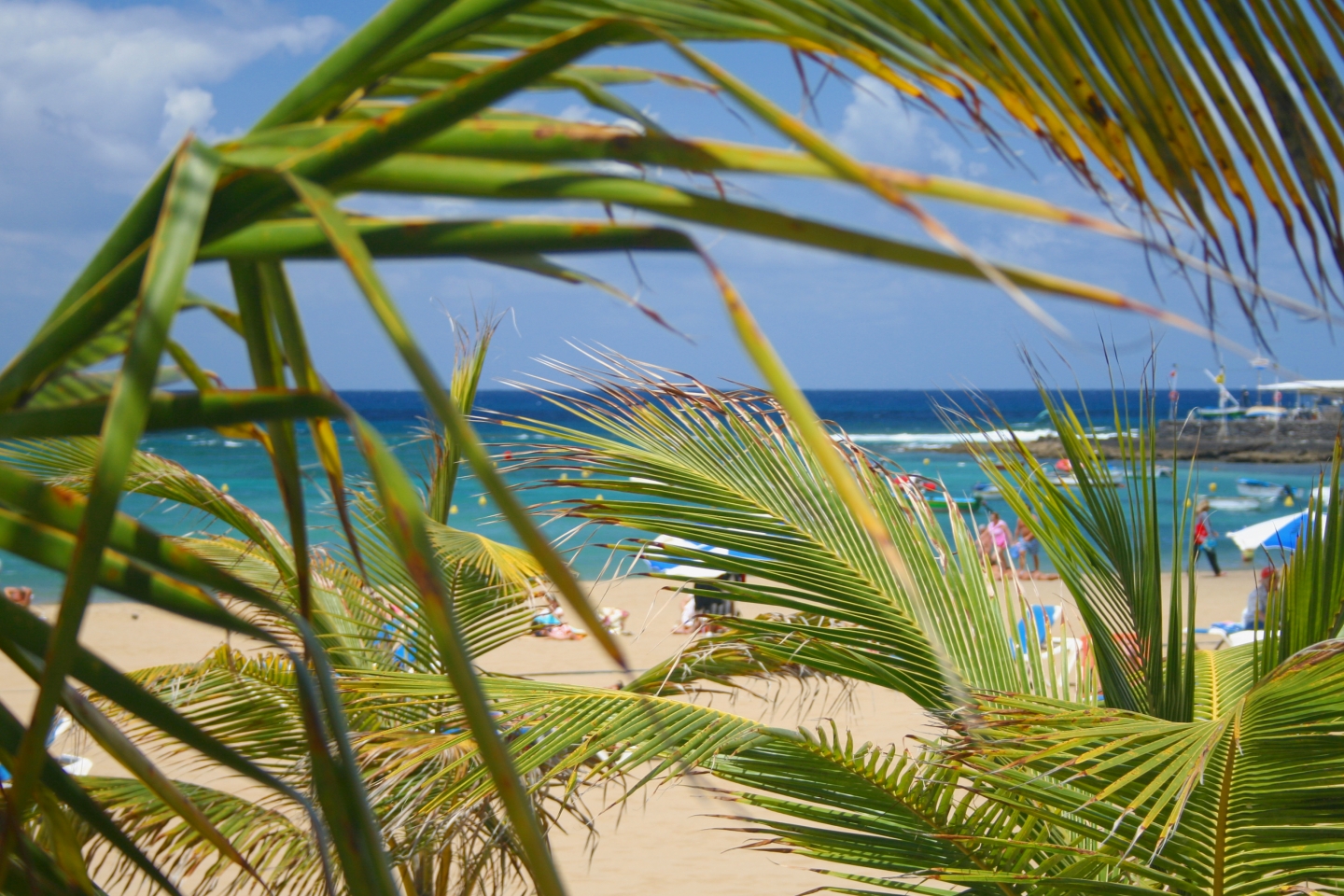Las Canteras beach palm trees