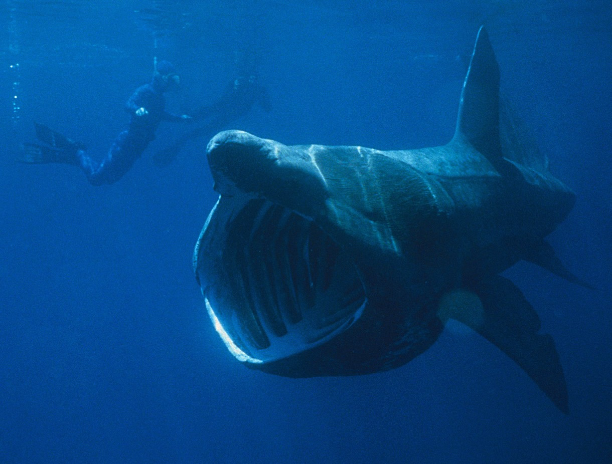 Basking Shark Gran Canaria