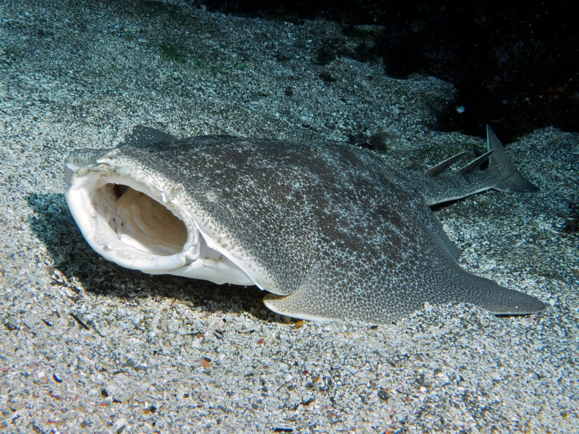 Squatina squatina or the angel shark in Gran Canaria