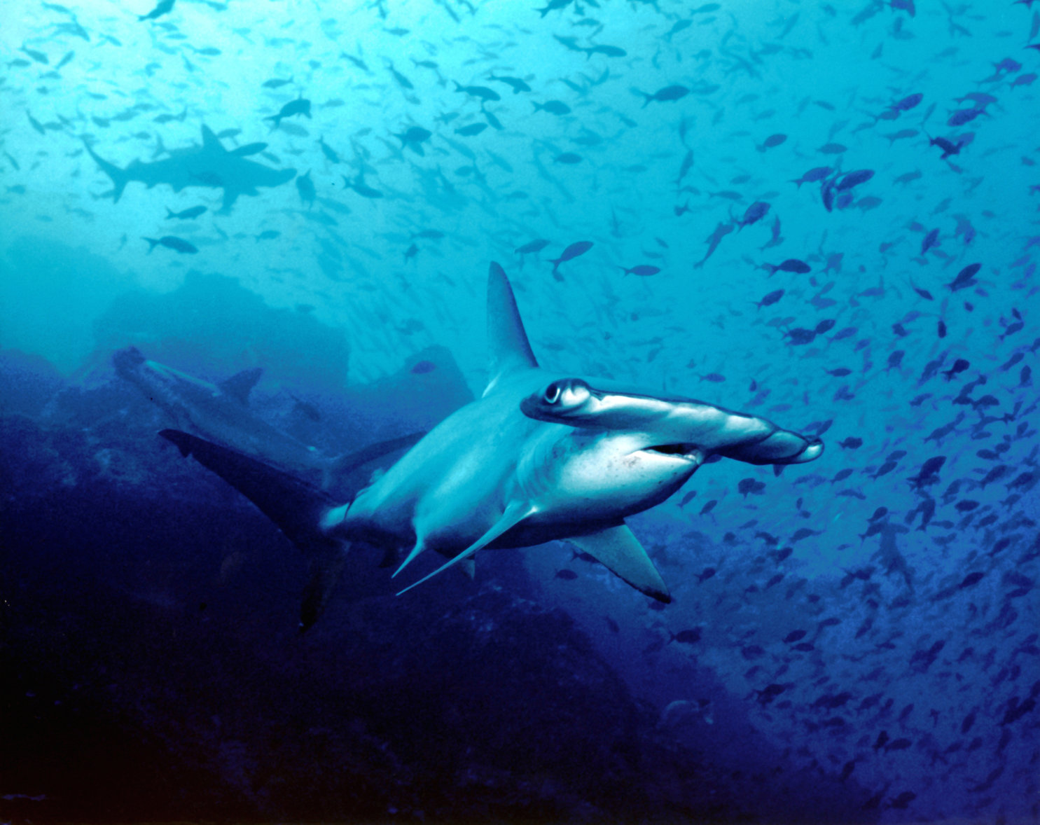 hammerhead shark