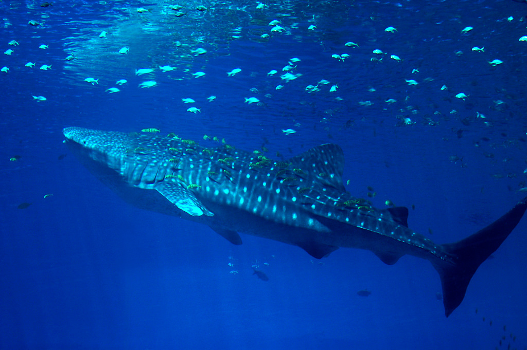 whale shark GRan Canaria