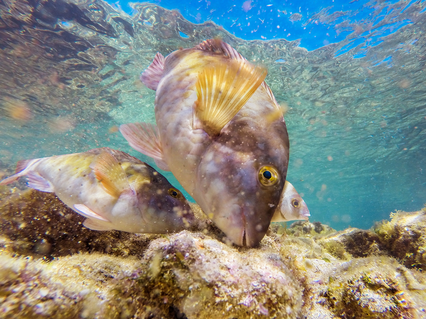 Parrotfish in the Canary Islands