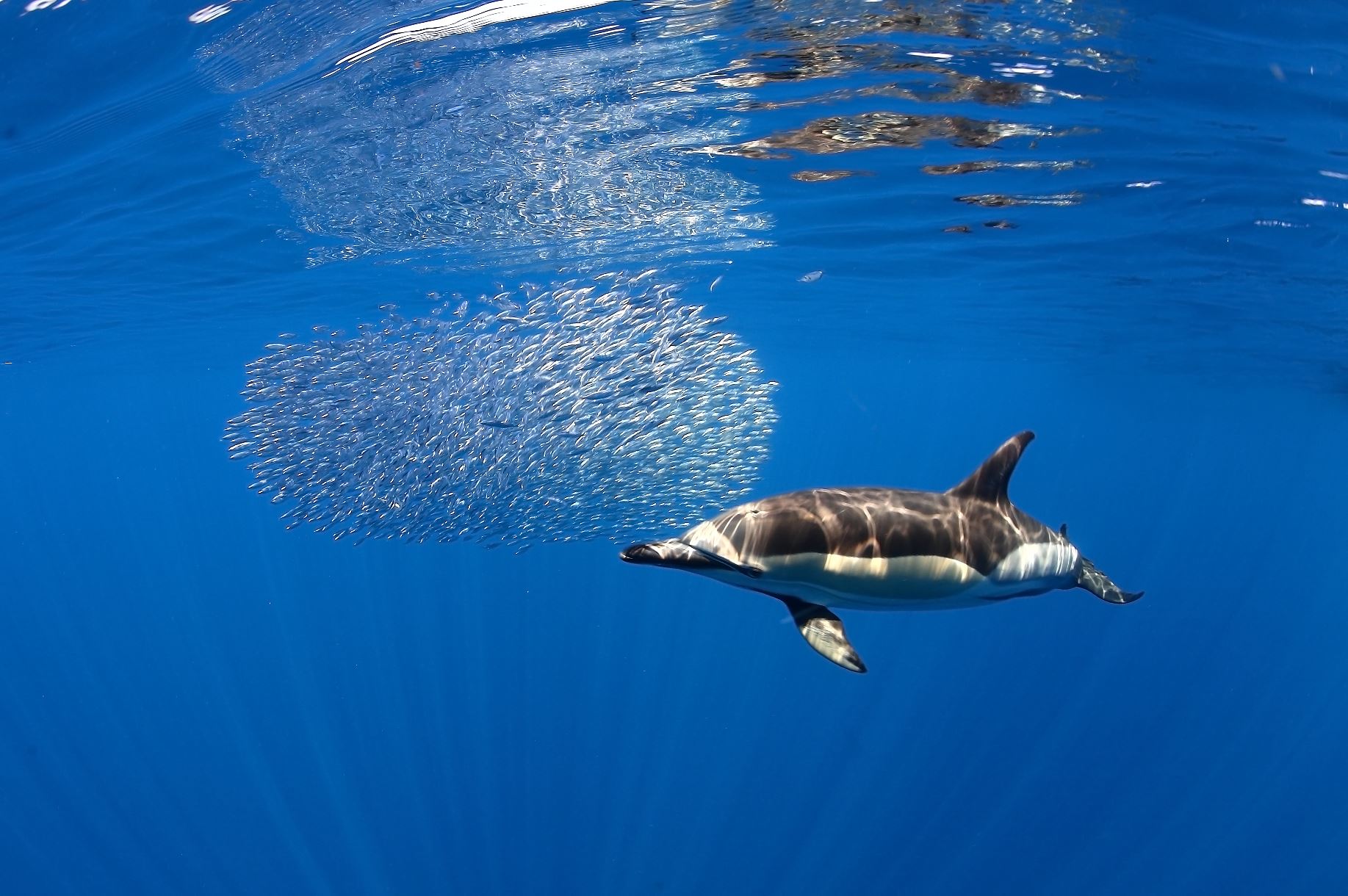 Dolphin feeding in the Canary Islands