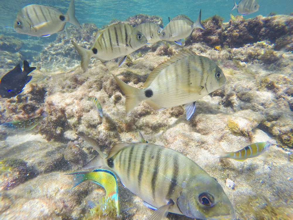 snorkeling las canteras