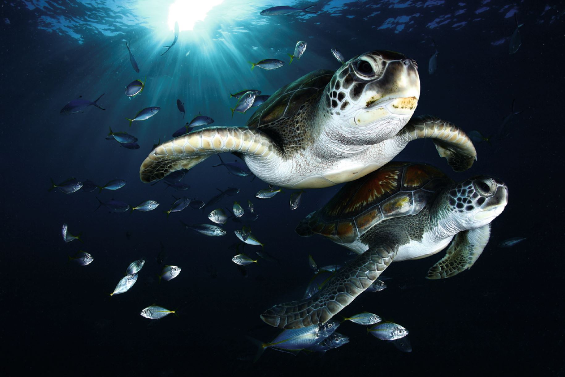 Sea turtles in the Canary Islands