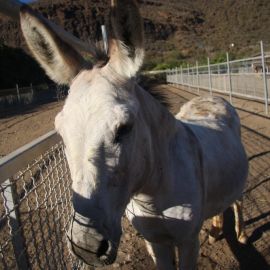 molino_de_agua_fataga-015