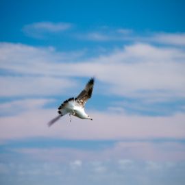 maspalomas_dunes_and_beach_-_febr_2011_-010