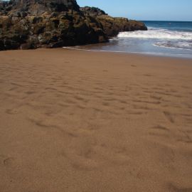 Sardina (del Norte)