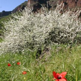 almond_blossom_in_the_valley_of_guayadeque