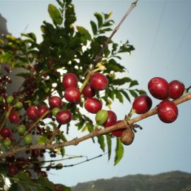 coffee_in_the_valley_of_agaete