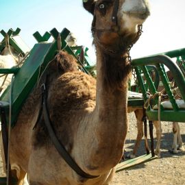 camels-maspalomas-001
