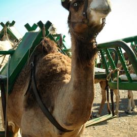 Camel Safari (Maspalomas)