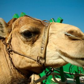 Camel Safari (Maspalomas)