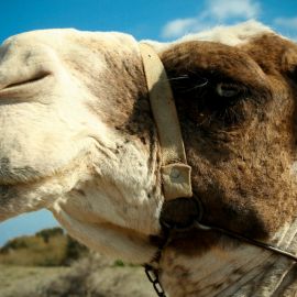 Camel Safari (Maspalomas)