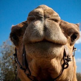 camels-maspalomas-006