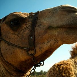 camels-maspalomas-007