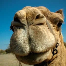 camels-maspalomas-008