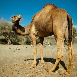 Camel Safari (Maspalomas)