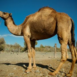 Camel Safari (Maspalomas)