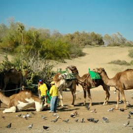 Camel Safari (Maspalomas)