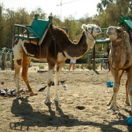 camels-maspalomas-014