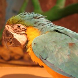 Cocodrilo Park
