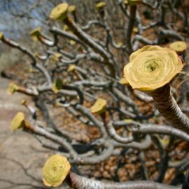 jardin_botanico_viera_y_clavijo-006