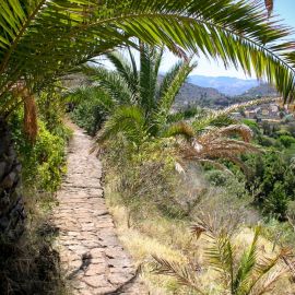 jardin_botanico_viera_y_clavijo-009