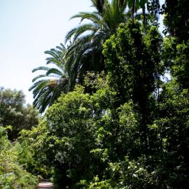 Jardín Botánico Viera y Clavijo