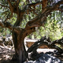 jardin_botanico_viera_y_clavijo-014