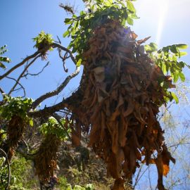 jardin_botanico_viera_y_clavijo-017