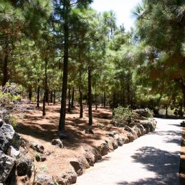 jardin_botanico_viera_y_clavijo-018