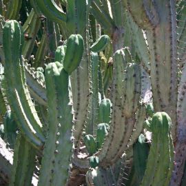 Jardín Botánico Viera y Clavijo